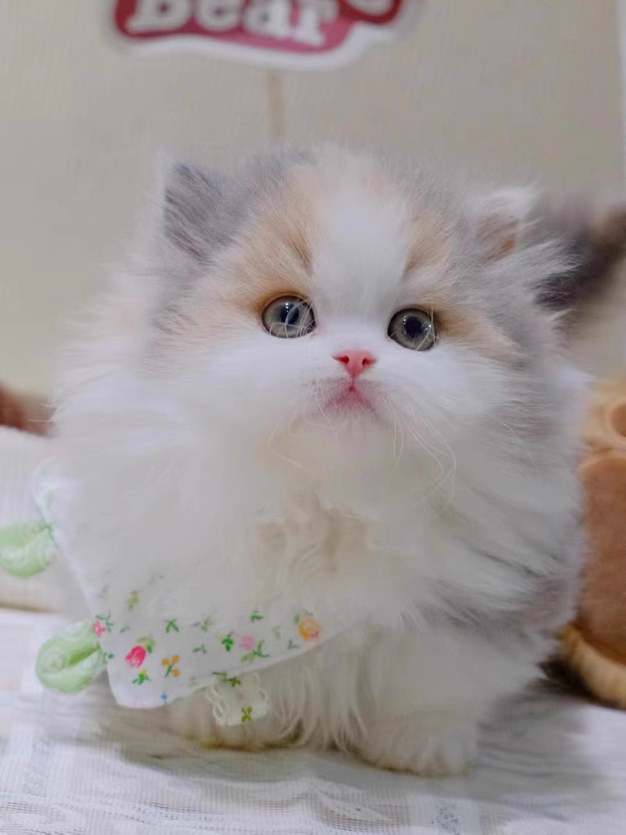 猫舍直销,批发价出售,米努特矮脚猫